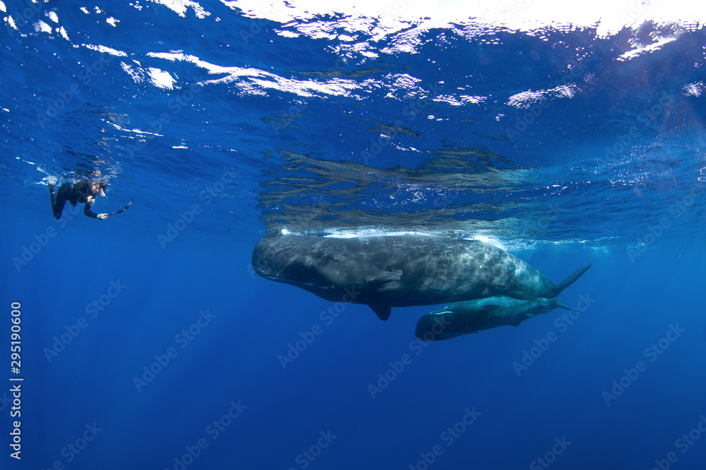 Fototapeta premium sperm whale, physeter macrocephalus, Indian Ocean 
