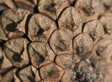 close-up photo of a pine cone background