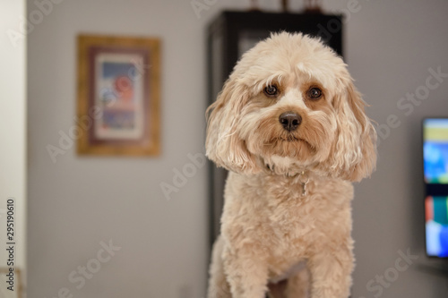 portrait of a dog cavapoo photo