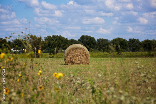 Round hay bale seen through shallow depth of field flowers in a field with billowy clouds and blue sky