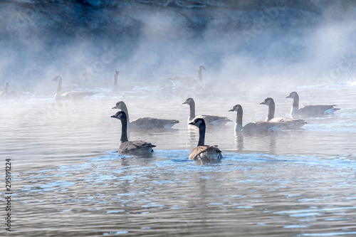 Flock of Canada Geese Swimming in Lake of Two Rivers  Algonquin Park  in the Morning Mist