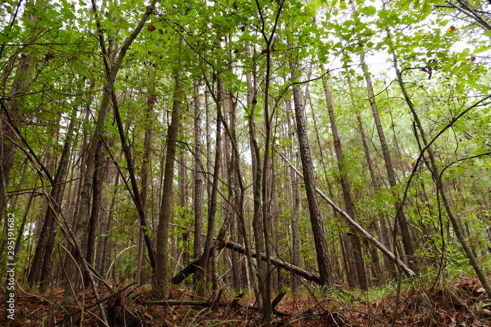 forest scene forest scene