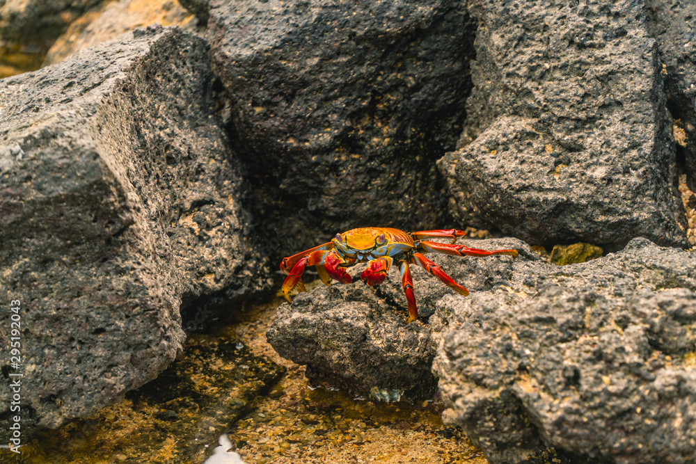 Colorful Crab Red Sally Fish close up. Natural wildlife shot in San Cristobal, Galapagos. Crabs resting on rocks with ocean sea background. BeautifulWild animal in nature. Close up with copyspace. Colorful Crab Red Sally Fish close up. Natural wildlife shot in San Cristobal, Galapagos. Crabs resting on rocks with ocean sea background. BeautifulWild animal in nature. Close up with copyspace.