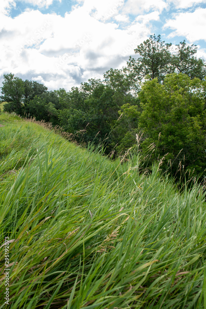 grass with trees grass with trees