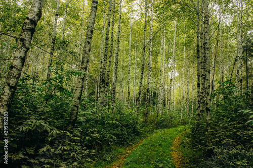 path in the forest