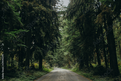 road in the forest