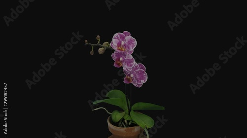 Time-lapse of opening pink and white Phalaenopsis orchid 1b1 in PNG+ format with ALPHA transparency channel isolated on black background photo