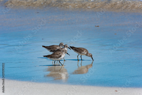 Canvas Print Red Knot Calidris canutus