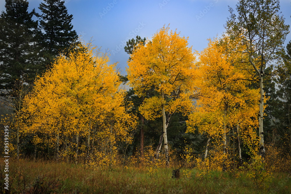 Stand of brilliant yellow aspen trees changing color Stand of brilliant yellow aspen trees changing color