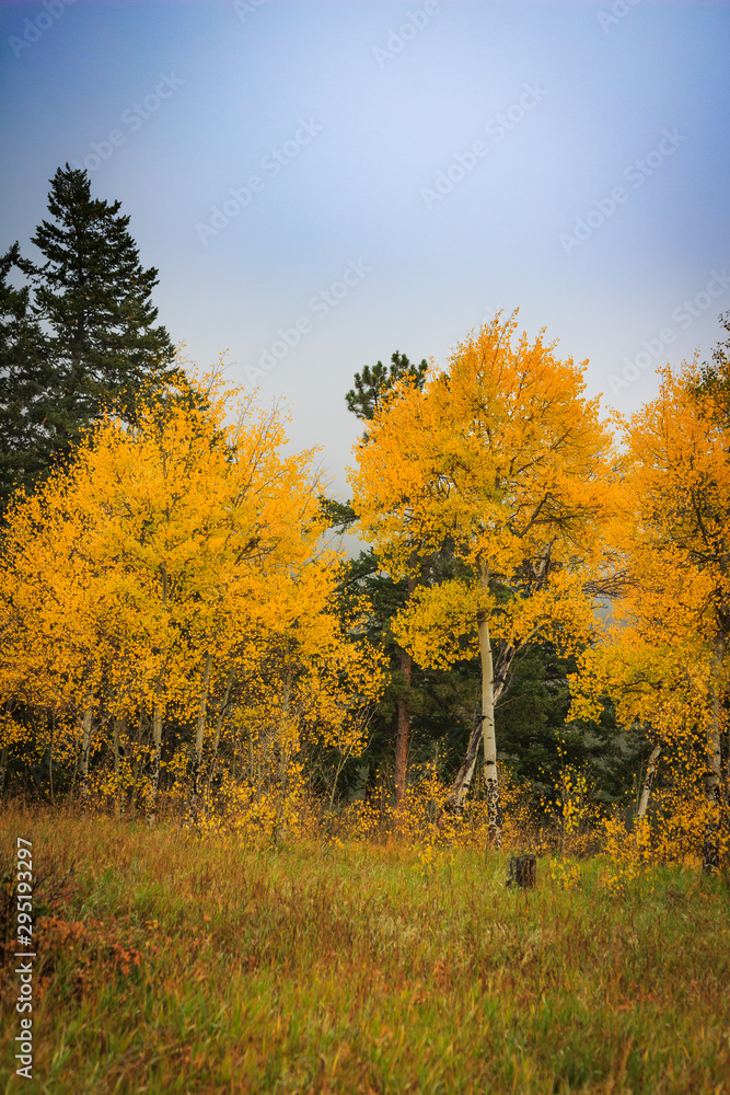 Stand of brilliant yellow and gold aspen trees changing color Stand of brilliant yellow and gold aspen trees changing color