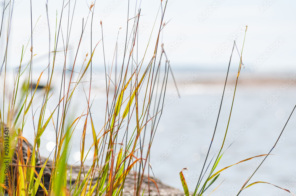Yellow grass located in front of the sea Yellow grass located in front of the sea