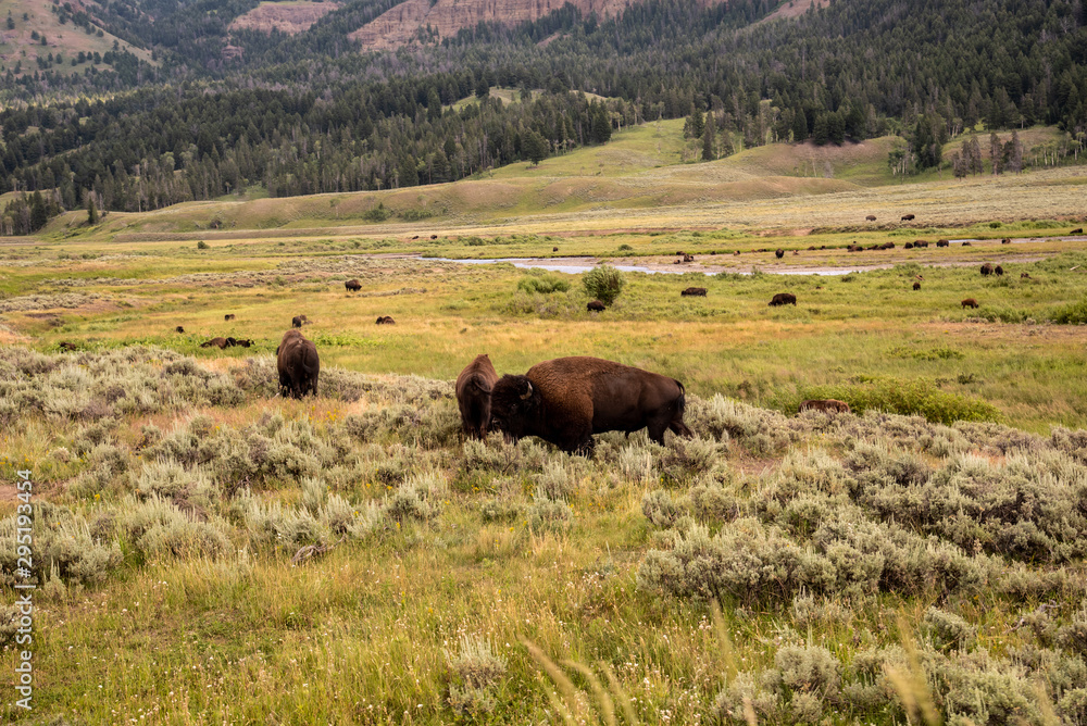 Wildlife at lamar valley in Yellowstone National Park