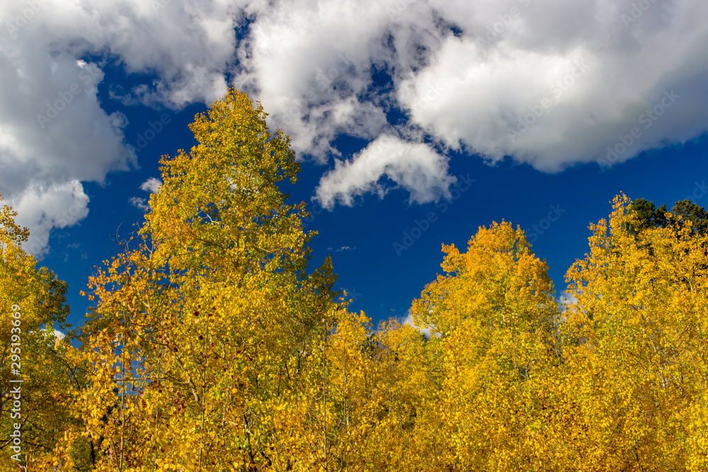 Beautiful aspen trees turning yellow and gold