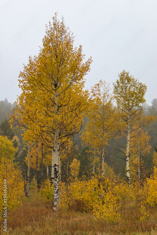 Brilliant yellow aspen trees on a misty Rocky Mountain morning