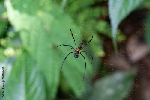 Hunting Spider Indonesia Sumatra