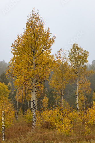 Brilliant yellow aspen trees on a misty Rocky Mountain morning