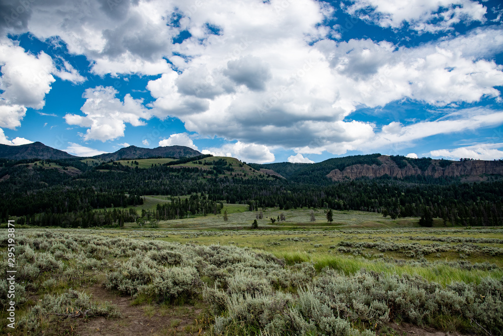 Lamar valley in Yellowstone National Park