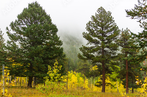 Misty Rocky Mountain fall morning dappled with yellow aspen trees