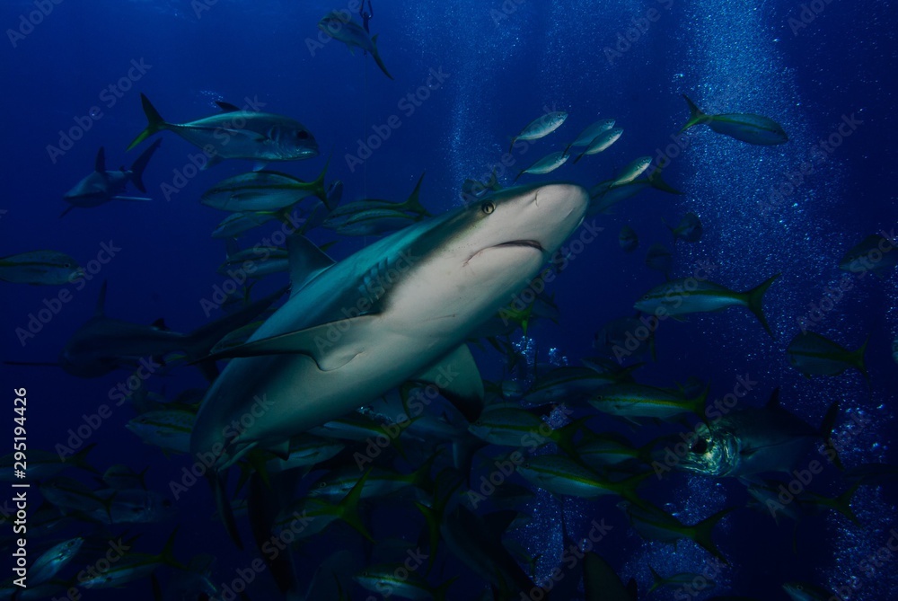 Fototapeta premium up close shark