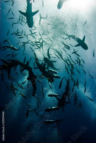 Fotografie, Obraz sharks