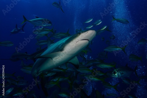 up close shark © scottyc89