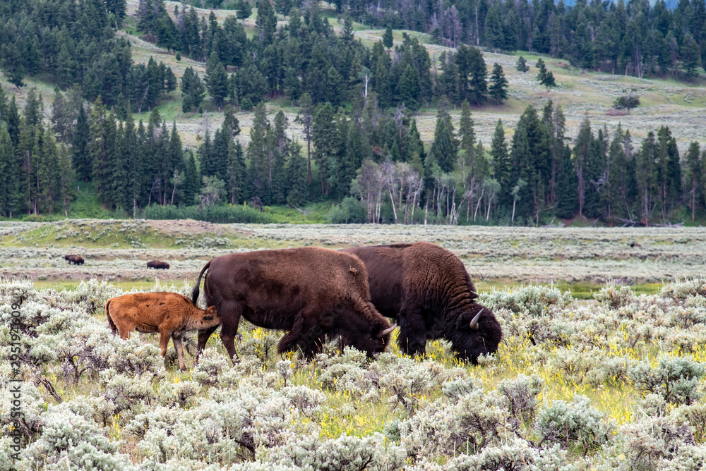 Wildlife at lamar valley in Yellowstone National Park Wildlife at lamar valley in Yellowstone National Park
