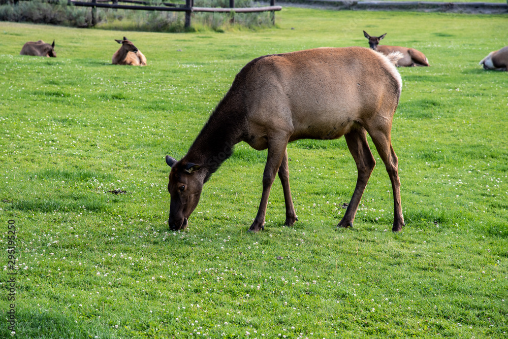 Fototapeta premium Wildlife at Mammoth hot spring area in Yellowstone National Park