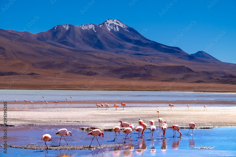 Fototapeta premium Flamencos en Bolivia Sur America con un fondo de montañas andinas