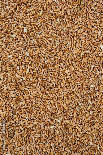 Barley. Agricultural Exhibition. Fresh harvest. Texture