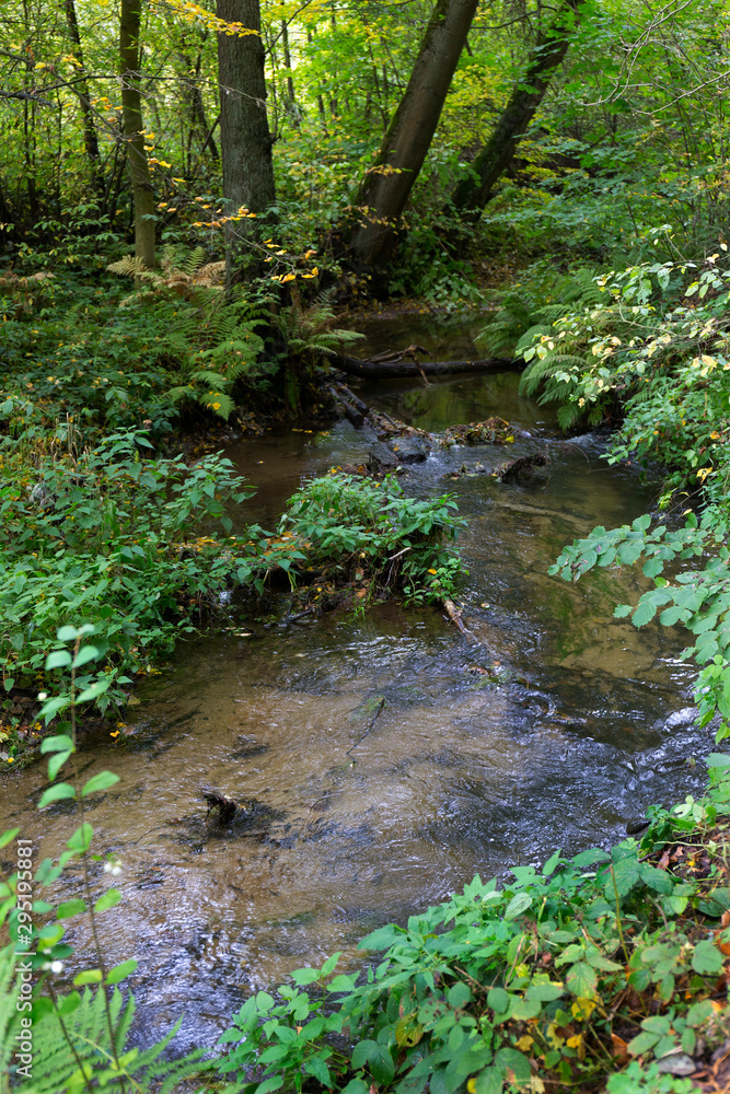 Forest autumn Nature about Creek in northern Bohemia, Lusatian Mountains, Czech Republic Forest autumn Nature about Creek in northern Bohemia, Lusatian Mountains, Czech Republic