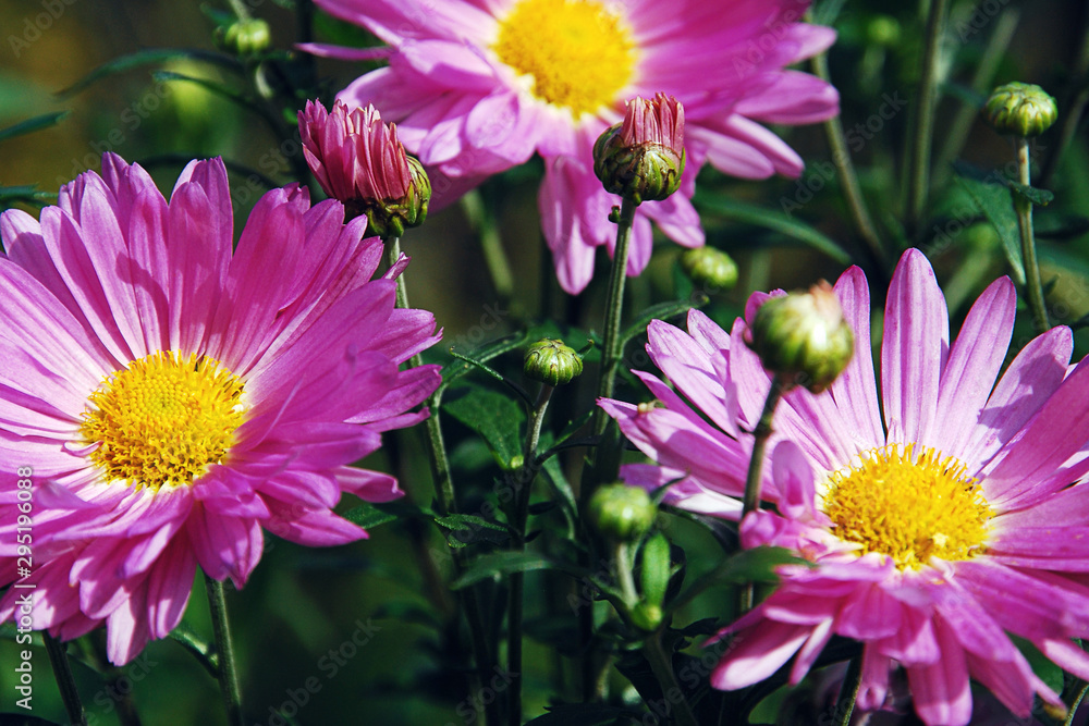 Pink chrysanthemums in autumn garden Pink chrysanthemums in autumn garden