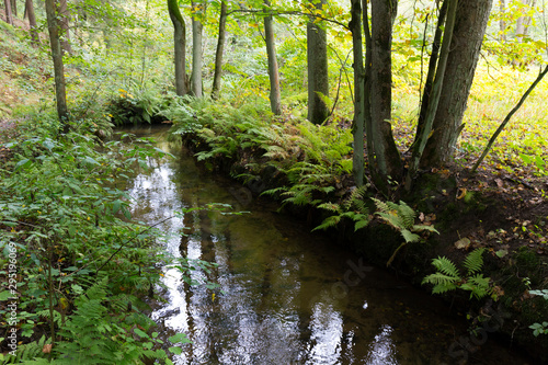 Fototapeta Naklejka Na Ścianę i Meble -  Forest autumn Nature about Creek in northern Bohemia, Lusatian Mountains, Czech Republic