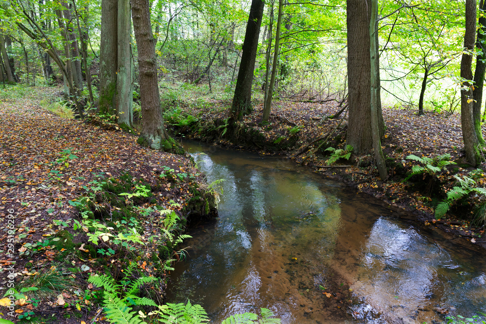 Forest autumn Nature about Creek in northern Bohemia, Lusatian Mountains, Czech Republic Forest autumn Nature about Creek in northern Bohemia, Lusatian Mountains, Czech Republic