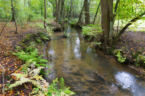 Fototapeta Naklejka Na Ścianę i Meble -  Forest autumn Nature about Creek in northern Bohemia, Lusatian Mountains, Czech Republic