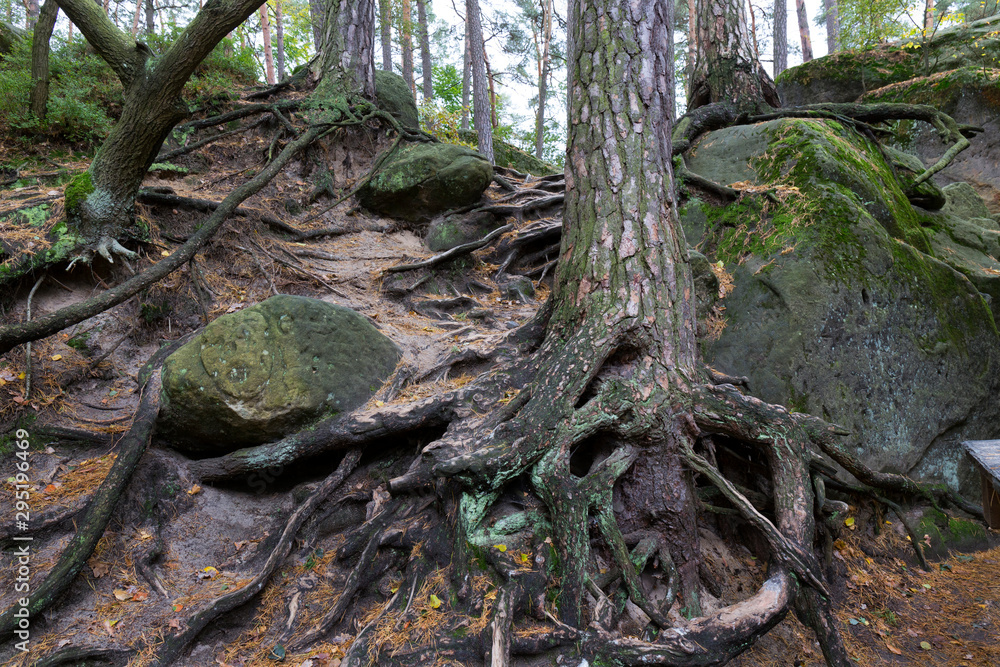 Fototapeta premium Forest autumn Nature about Creek in northern Bohemia, Lusatian Mountains, Czech Republic