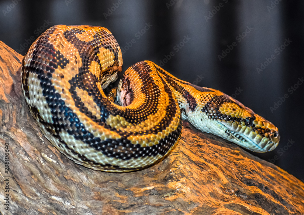 Yellow and Black Carpet Python in a Tree Yellow and Black Carpet Python in a Tree