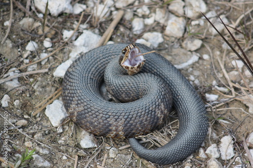 фотографія a water moccasin curled up