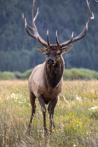 Fototapeta Naklejka Na Ścianę i Meble -  Rocky Mountain Elk
