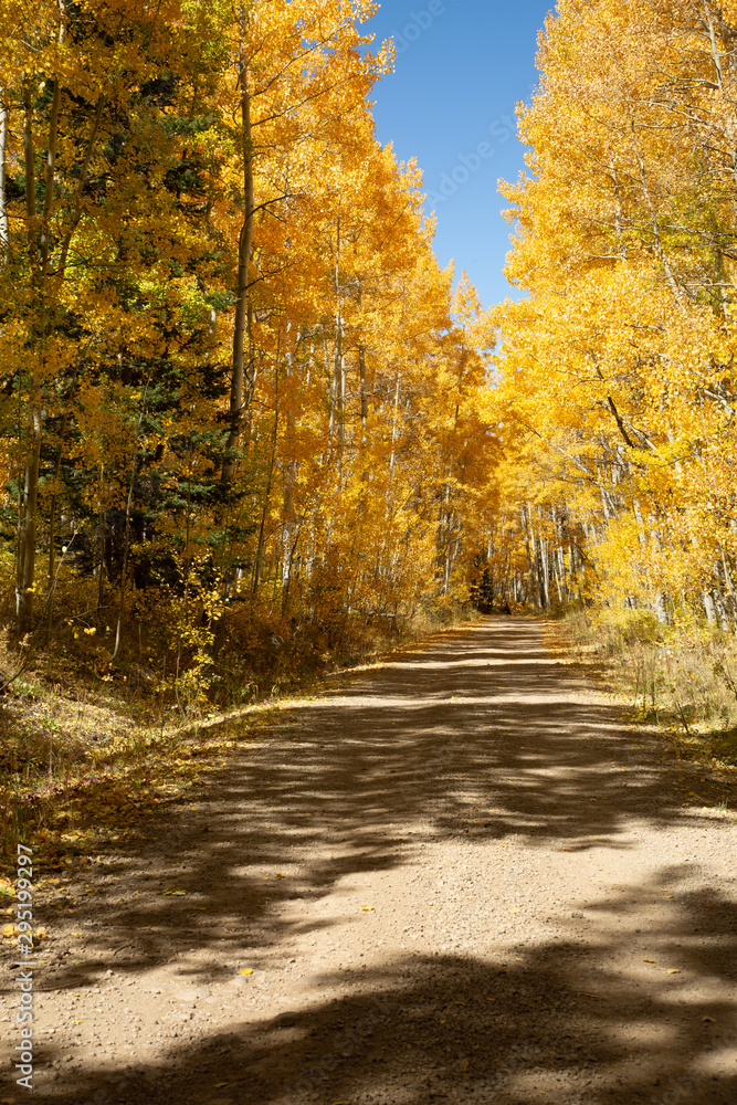 Obraz premium Golden Aspen Road