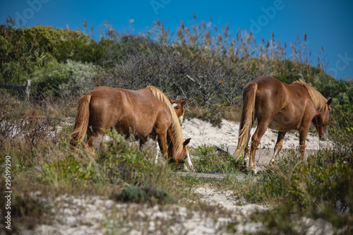 Assateague Horses on Assateague Island