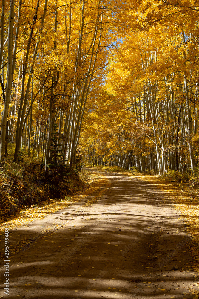 Fototapeta premium Aspen Lined Path