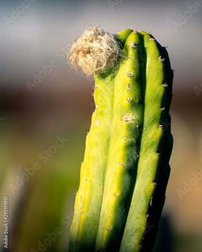 close up of cactus