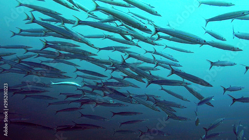 Swarm (School) of young Barracudas swimming through the ocean, Mauritius Island.