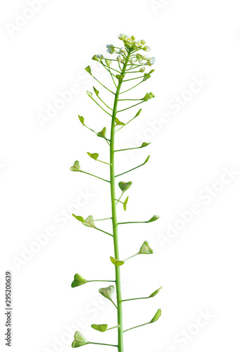 Plant shepherd's purse (Capsella bursa-pastoris) 3