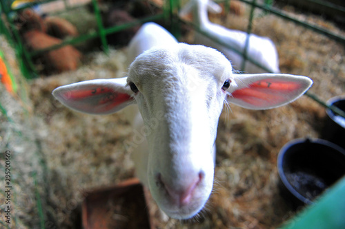 A sheep in a stable photo