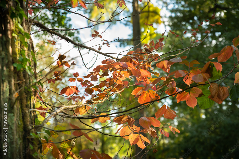 Branches aux feuilles rougissante, arrivée de l'automne Branches aux feuilles rougissante, arrivée de l'automne