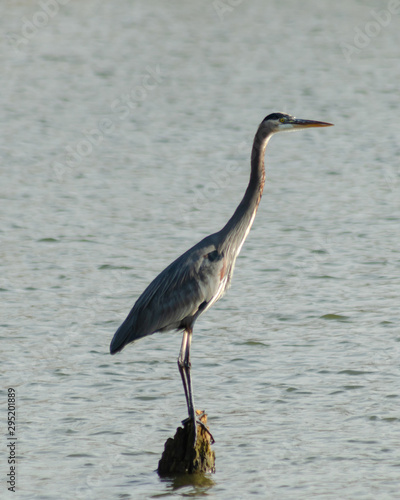 Blue Heron