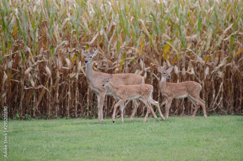 Deer Family