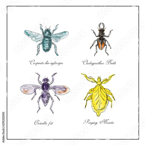 Carpenter Bee, Beetle, Oscinella Frit and Praying Mantis Vintage Collection © patrimonio designs
