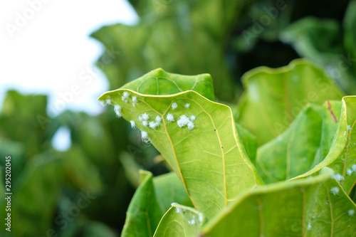 Leaves of fiddle-leaf fig (Ficus lyrata) inseted with woolly aphids. photo